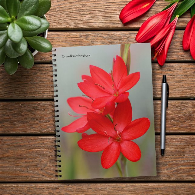 Cuaderno Lirio de Kaffir / Lirio de río / Hesperantha Cocci (River Lily Hesperantha Coccinea Journal Cover Photo)