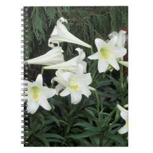 Cuaderno Lirio de Pascua (Lilium regale)