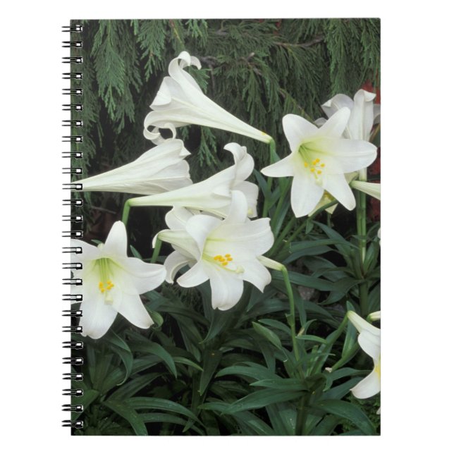 Cuaderno Lirio de Pascua (Lilium regale) (Frente)