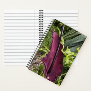 Cuaderno Lirio Dragón Púrpura Floración Botánica