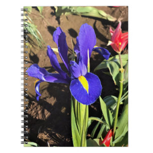 Cuaderno Lirio en un Campo de Tulipanes, Woodburn, Oregon