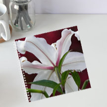 Lirio Oriental Blanco Floral en Flor
