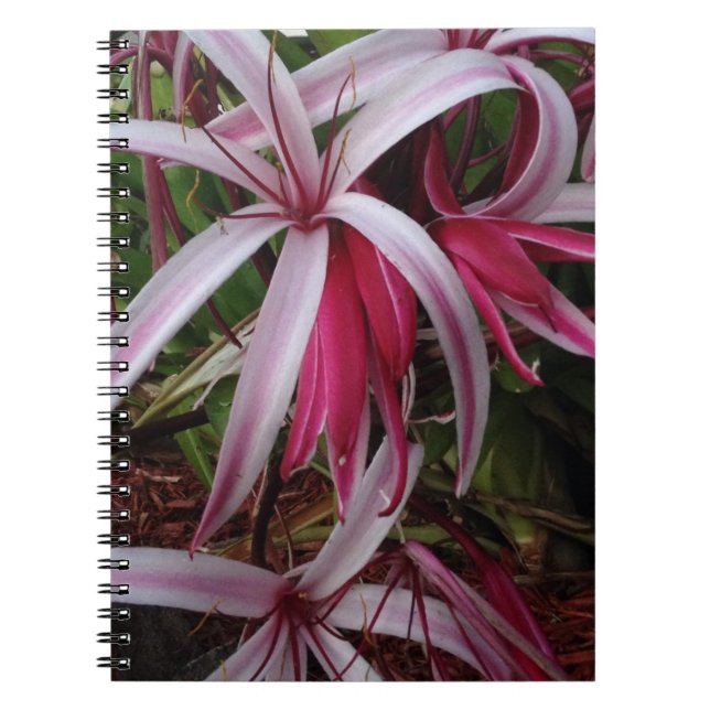 Cuaderno Lirio púrpura de Crinum de la reina Emma (Frente)