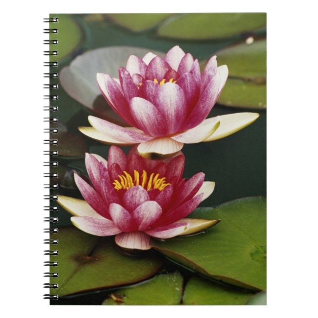 Cuaderno Lirios de agua híbridos (Frente)