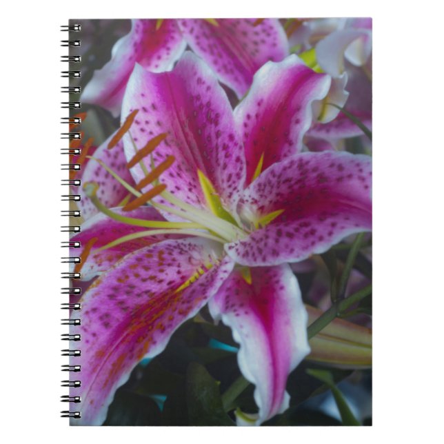 Cuaderno Lirios del Stargazer rosados y flores magentas (Frente)