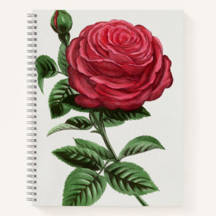 Cuaderno Litografía de rosa antigua, François-Frédéric Grob