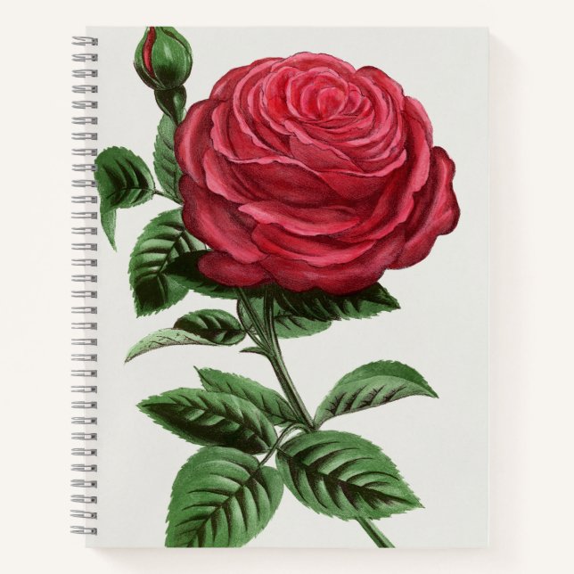 Cuaderno Litografía de rosa antigua, François-Frédéric Grob (Anverso)