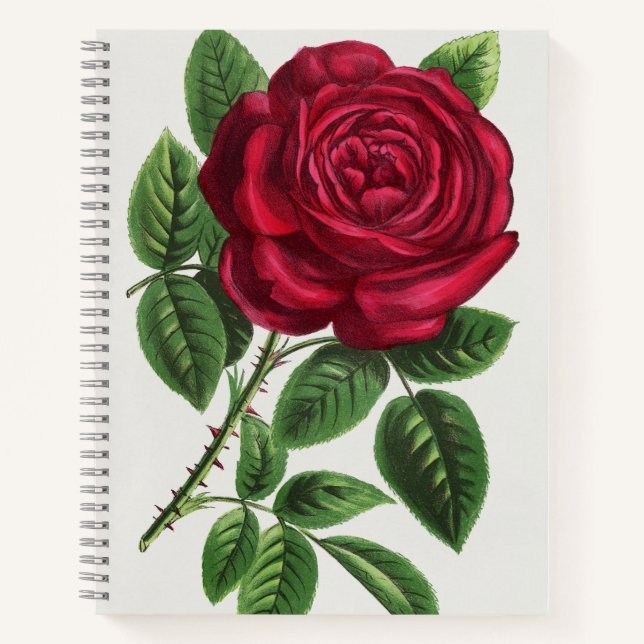 Cuaderno Litografía de rosa antigua, François-Frédéric Grob (Anverso)