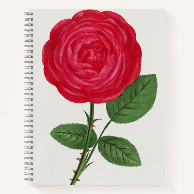 Cuaderno Litografía de rosa antigua, François-Frédéric Grob (Anverso)