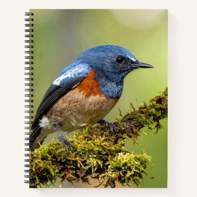 Cuaderno Little blue bird (Anverso)