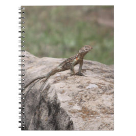 Cuaderno Lizard