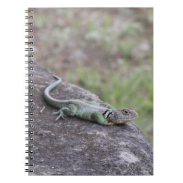 Cuaderno Lizard