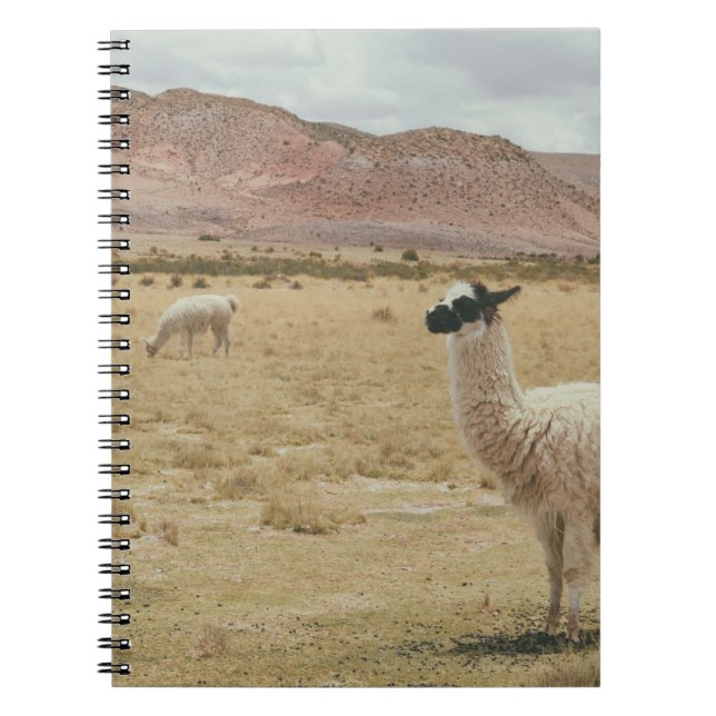 CUADERNO LLAMA BLANCA EN GRASA MARRONA (Frente)