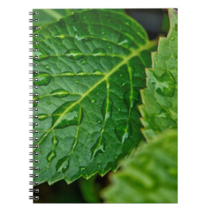 Cuaderno Lluvia de gota de agua de lluvia hojas húmedas