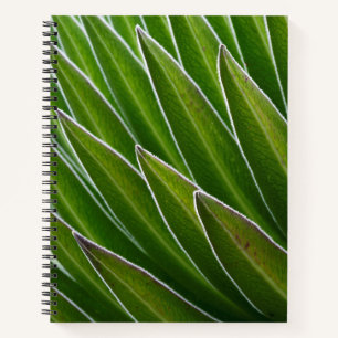 Cuaderno Lobelia Gigante (Lobelia telekii)   Kenia, África