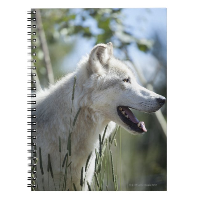 Cuaderno Lobo en Yellowstone 2 (Frente)