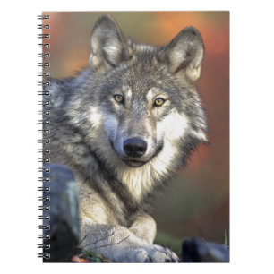Cuaderno Lobo Gris