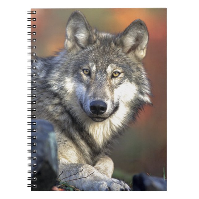 Cuaderno Lobo Gris (Frente)
