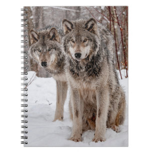 Cuaderno Lobo gris oriental