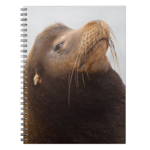 Cuaderno Lobo Marino de California
