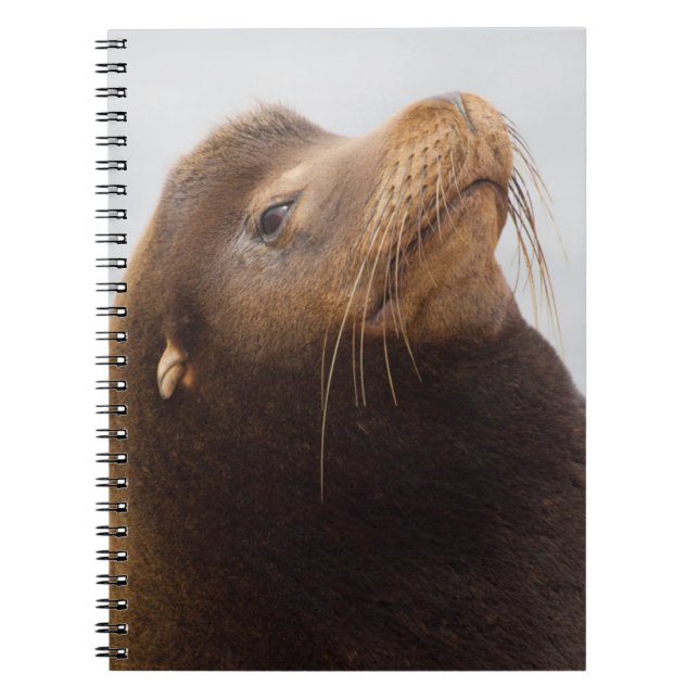 Cuaderno Lobo Marino de California (Frente)