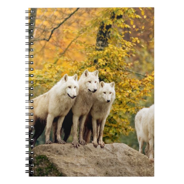 Cuaderno Lobos blancos de Alaska en el bosque (Frente)