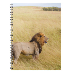 CUADERNO LONES MARRONES SOBRE EL CAMPO DE GRASA DURANTE EL