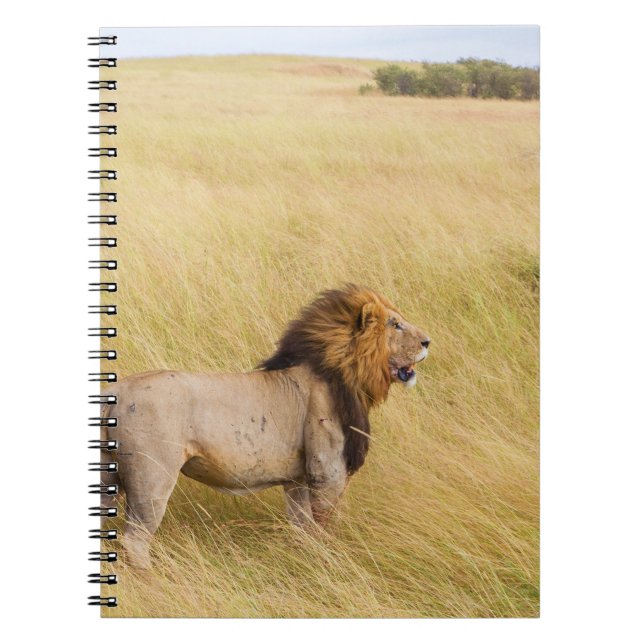 CUADERNO LONES MARRONES SOBRE EL CAMPO DE GRASA DURANTE EL  (Frente)