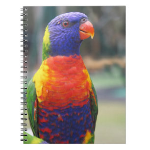 Cuaderno Loricito Arcoíris (Trichoglossus haematodus 2