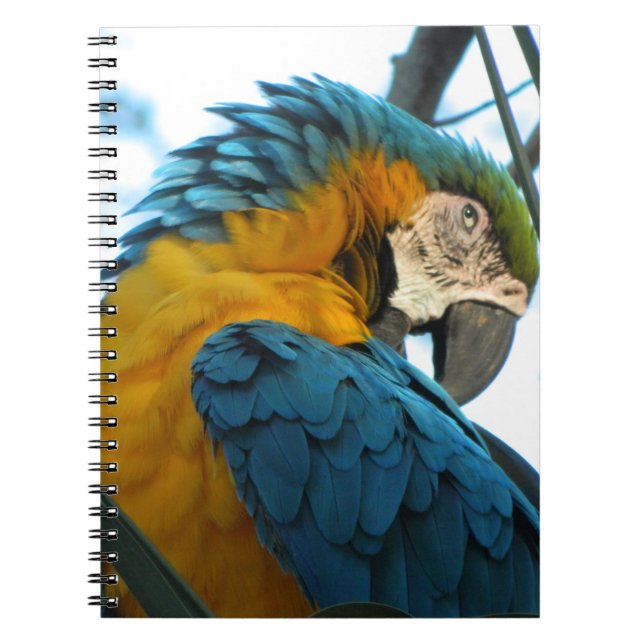 Cuaderno Loro (Frente)