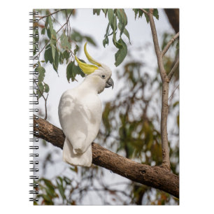 Cuaderno loro, cacatú con crema de azufre, ave