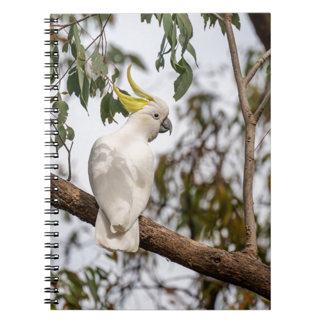 Cuaderno loro, cacatú con crema de azufre, ave (Frente)