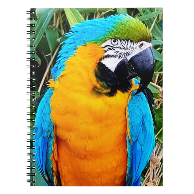 Cuaderno Loro de macao azul y amarillo (Frente)