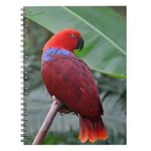 Cuaderno Loro ecléctico rojo