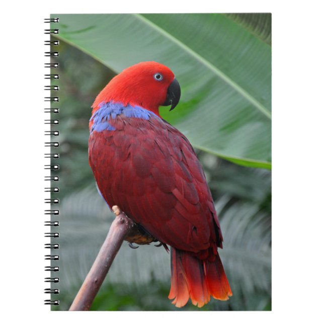 Cuaderno Loro ecléctico rojo (Frente)