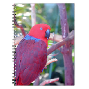 Cuaderno Loro eclectus colorido