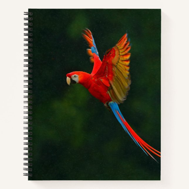 Cuaderno Loro en vuelo (Anverso)