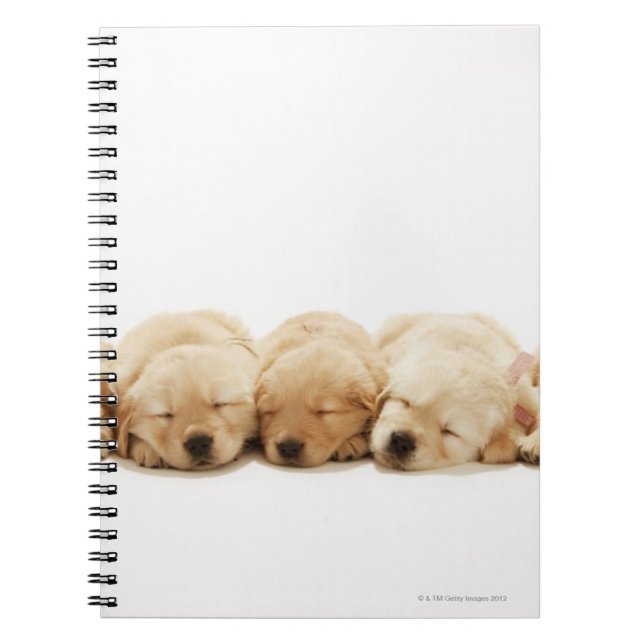 Cuaderno Los cachorros del Golden Retriever (Frente)