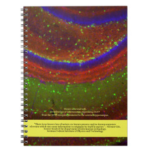 Cuaderno Los científicos dicen... Cita Gitt y celda neuron
