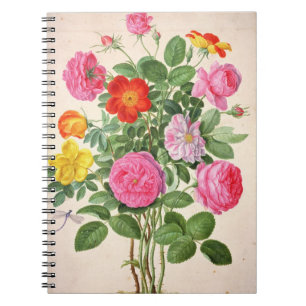 Cuaderno Los rosas, platean 4 del Florilegium de Nassau