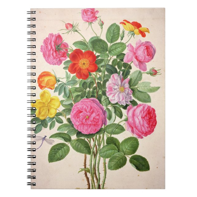 Cuaderno Los rosas, platean 4 del Florilegium de Nassau (Frente)