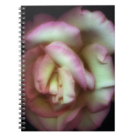 <Love is a Rose> por Nathan Griffith