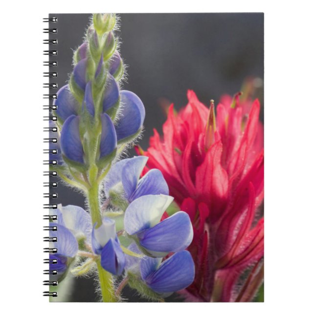 Cuaderno Lupina de plata, pincel de lavanda (Frente)