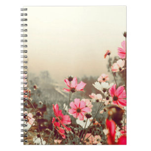 Cuaderno Luz matutina, cosmos rosados florecientes.