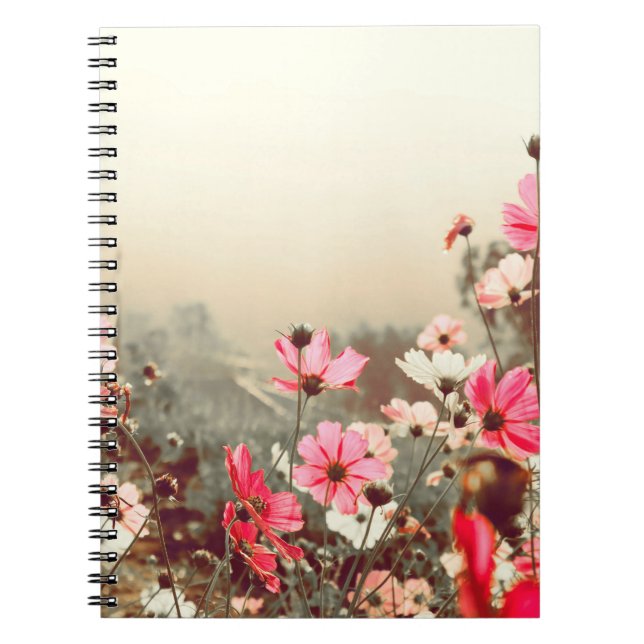 Cuaderno Luz matutina, cosmos rosados florecientes. (Frente)