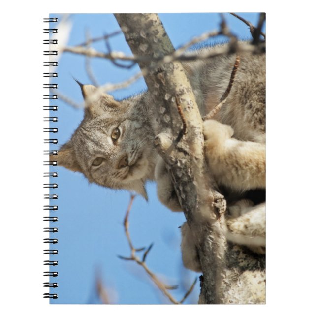 Cuaderno Lynx traviesa (Frente)
