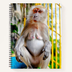 Cuaderno Macaco cangrejero