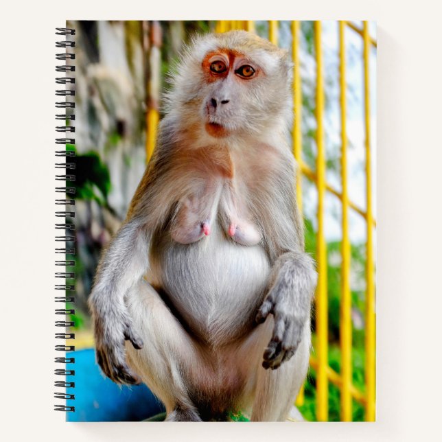 Cuaderno Macaco cangrejero (Anverso)