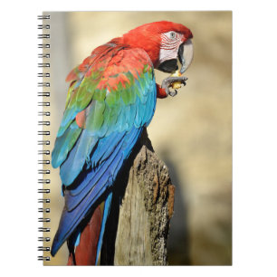 Cuaderno Macaw de ala verde en percha