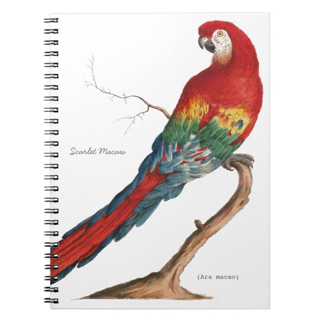 Cuaderno Macaw del escarlata, Ara Macao (Frente)
